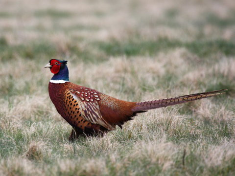 ba�ant po�n� / ba�ant oby�ajn�
 (Phasianus colchicus
)