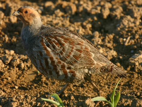 jarabica po�n�
 (Perdix perdix
)
