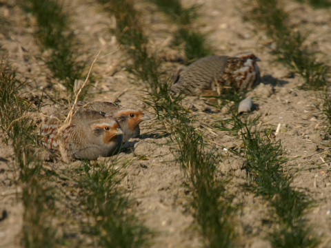 jarabica po�n�
 (Perdix perdix
)