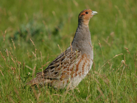 jarabica po�n�
 (Perdix perdix
)
