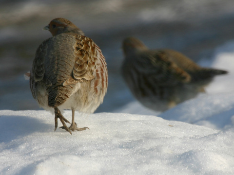 jarabica po�n�
 (Perdix perdix
)