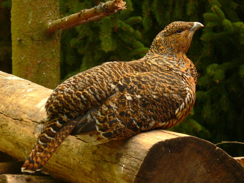 tetrov hluch�� / hluch�� h�rny
 (Tetrao urogallus
)