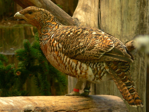 tetrov hluch�� / hluch�� h�rny
 (Tetrao urogallus
)