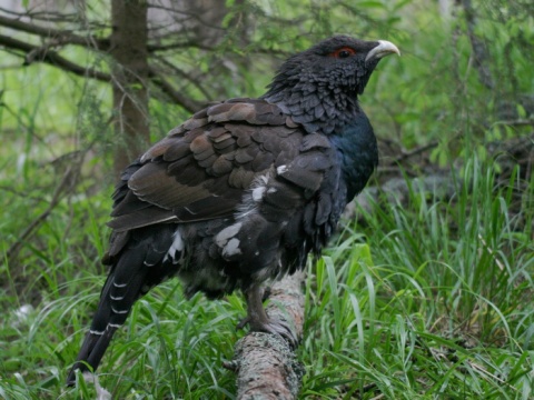 tetrov hluch�� / hluch�� h�rny
 (Tetrao urogallus
)