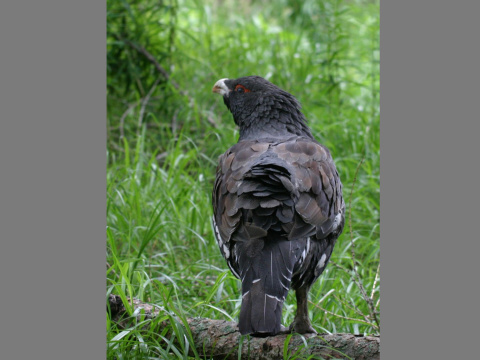 tetrov hluch�� / hluch�� h�rny
 (Tetrao urogallus
)