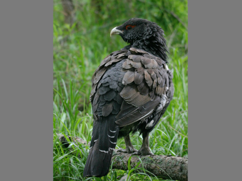 tetrov hluch�� / hluch�� h�rny
 (Tetrao urogallus
)