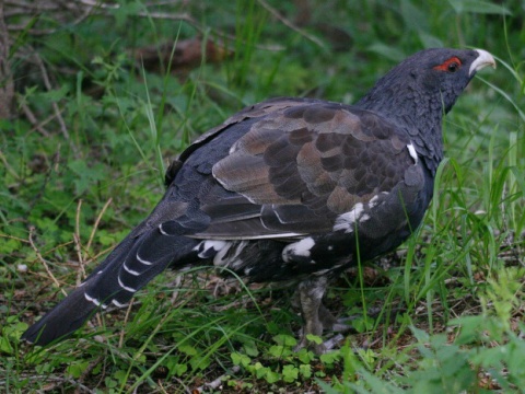 tetrov hluch�� / hluch�� h�rny
 (Tetrao urogallus
)