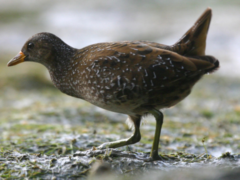 chria�te� bodkovan� / chria�� bodkovan�
 (Porzana porzana
)