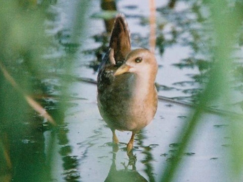 chria�te� mal� / chria�� mal�
 (Porzana parva
)