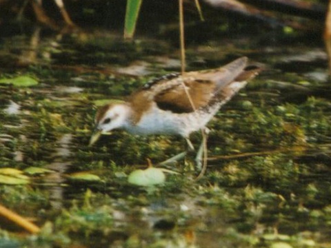 chria�te� mal� / chria�� mal�
 (Porzana parva
)