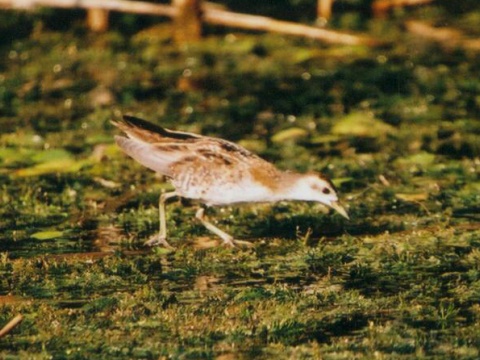 chria�te� mal� / chria�� mal�
 (Porzana parva
)