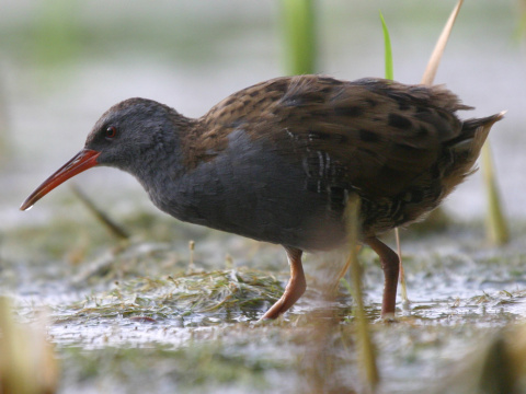 chria�te� vodn�
 (Rallus aquaticus
)