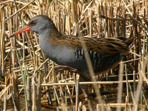 chria�te� vodn�
 (Rallus aquaticus
)