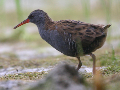 chria�te� vodn�
 (Rallus aquaticus
)