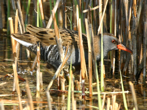 chria�te� vodn�
 (Rallus aquaticus
)
