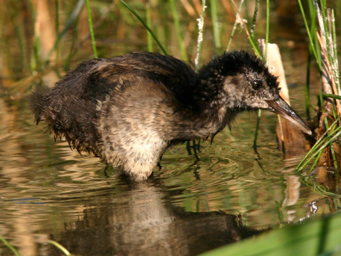 chria�te� vodn�
 (Rallus aquaticus
)