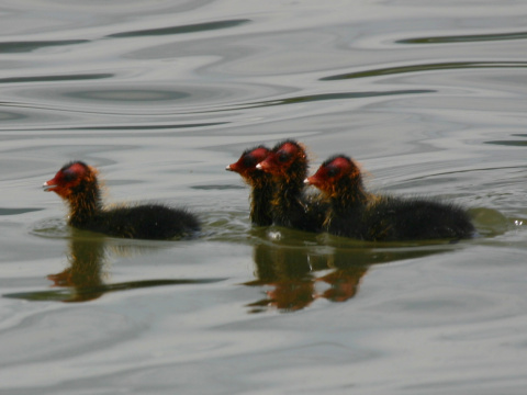 lyska �ierna
 (Fulica atra
)