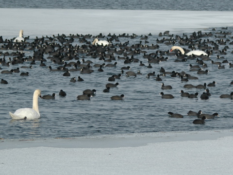 lyska �ierna
 (Fulica atra
)