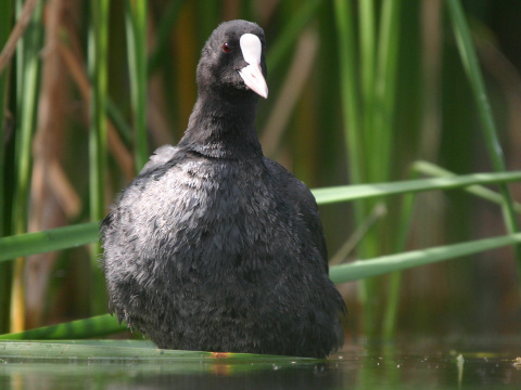 lyska �ierna
 (Fulica atra
)