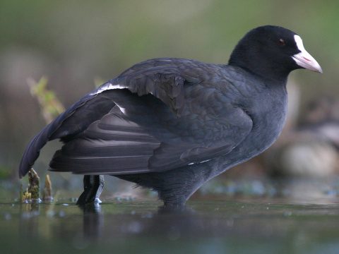 lyska �ierna
 (Fulica atra
)