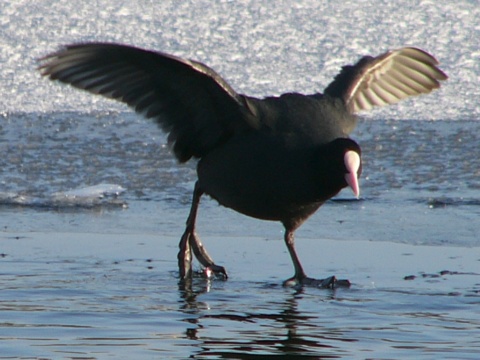lyska �ierna
 (Fulica atra
)