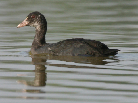 lyska �ierna
 (Fulica atra
)