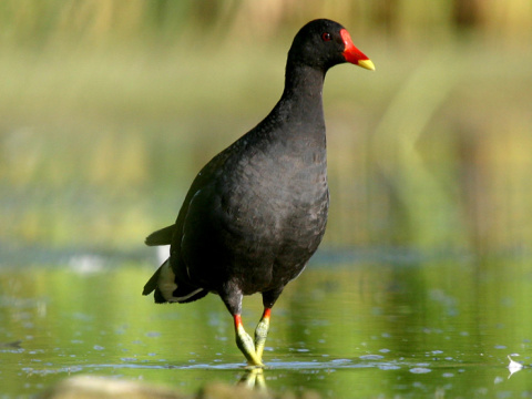 sliepo�ka zelenonoh� / sliepo�ka vodn�
 (Gallinula chloropus
)