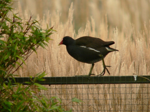 sliepo�ka zelenonoh� / sliepo�ka vodn�
 (Gallinula chloropus
)