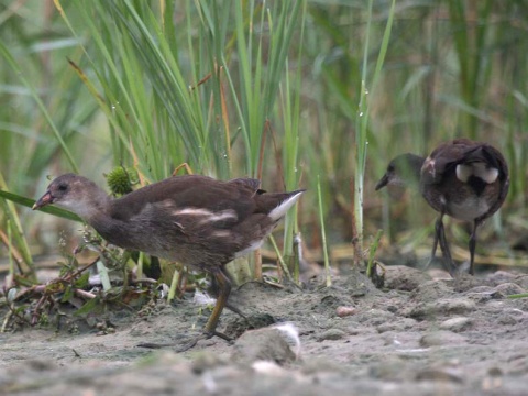sliepo�ka zelenonoh� / sliepo�ka vodn�
 (Gallinula chloropus
)