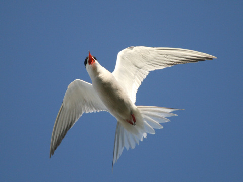 ryb�r rie�ny 
 (Sterna hirundo
)