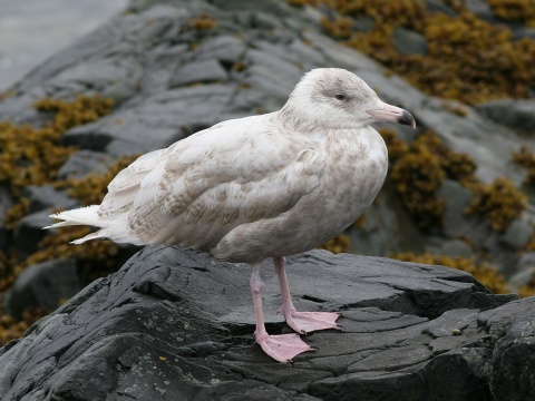 �ajka bled�
 (Larus hyperboreus
)