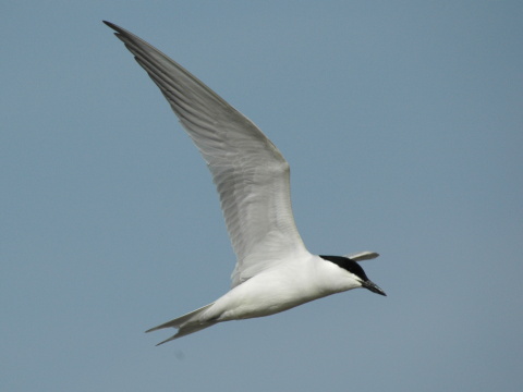 ryb�r kr�tkozob� / ryb�rka kr�tkozob�
 (Gelochelidon nilotica
)