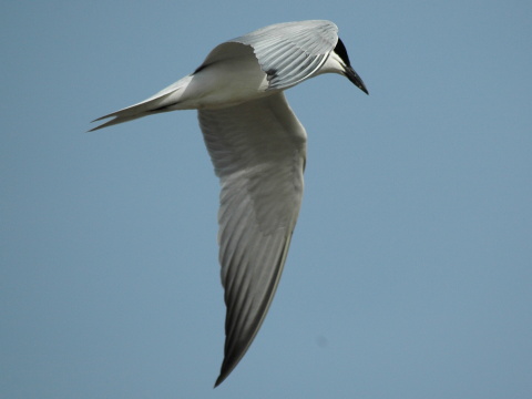 ryb�r kr�tkozob� / ryb�rka kr�tkozob�
 (Gelochelidon nilotica
)