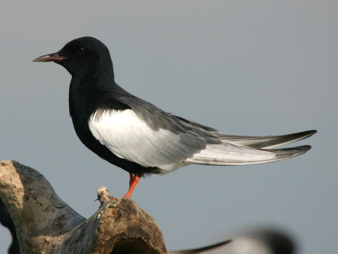 �or�k bielokr�dly
 (Chlidonias leucopterus
)