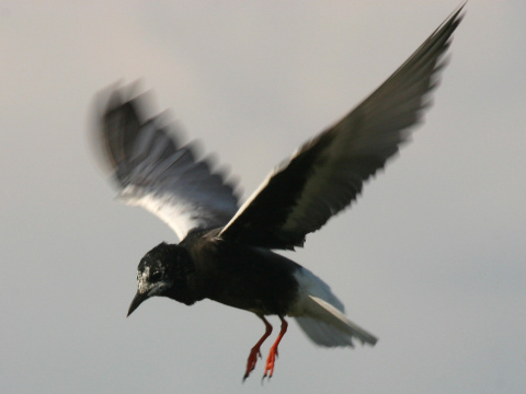 �or�k bielokr�dly
 (Chlidonias leucopterus
)