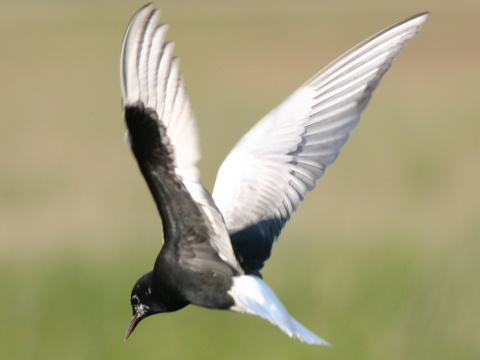 �or�k bielokr�dly
 (Chlidonias leucopterus
)