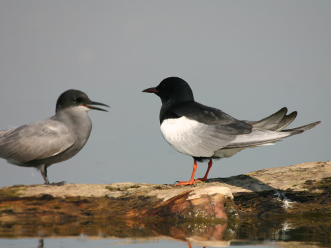 �or�k bielokr�dly
 (Chlidonias leucopterus
)