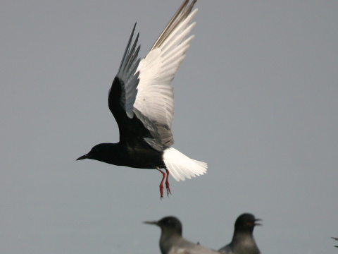 �or�k bielokr�dly
 (Chlidonias leucopterus
)