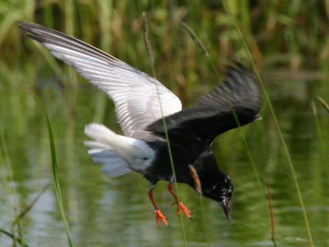 �or�k bielokr�dly
 (Chlidonias leucopterus
)