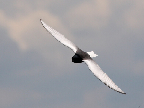 �or�k bielokr�dly
 (Chlidonias leucopterus
)