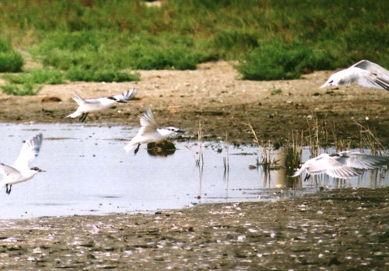 ryb�r siv�
 (Sterna sandvicensis
)