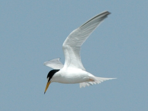 ryb�r bielo�el� / ryb�r mal�
 (Sterna albifrons
)