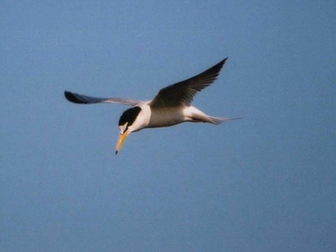 ryb�r bielo�el� / ryb�r mal�
 (Sterna albifrons
)