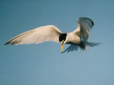 ryb�r bielo�el� / ryb�r mal�
 (Sterna albifrons
)