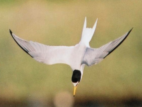 ryb�r bielo�el� / ryb�r mal�
 (Sterna albifrons
)