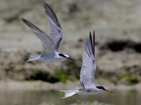 ryb�r bielo�el� / ryb�r mal�
 (Sterna albifrons
)