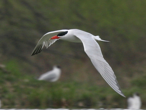 ryb�r ve�kozob� / �egrava ve�kozob�
 (Sterna caspia
)