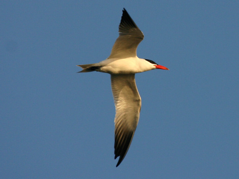 ryb�r ve�kozob� / �egrava ve�kozob�
 (Sterna caspia
)