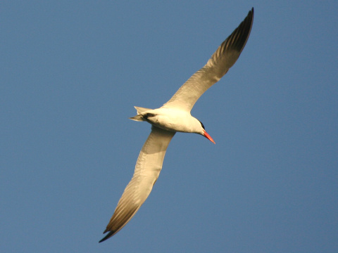 ryb�r ve�kozob� / �egrava ve�kozob�
 (Sterna caspia
)