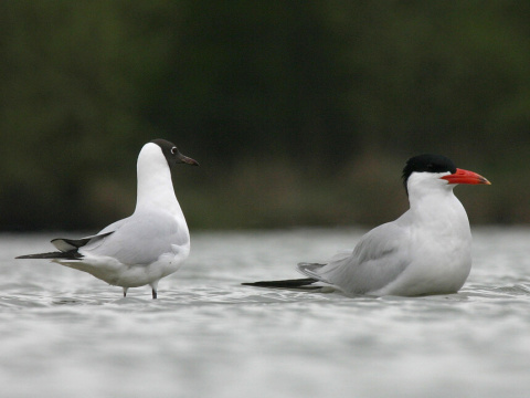 ryb�r ve�kozob� / �egrava ve�kozob�
 (Sterna caspia
)